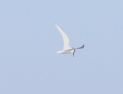 Damara Tern (Sternula balaenarum), photo 6