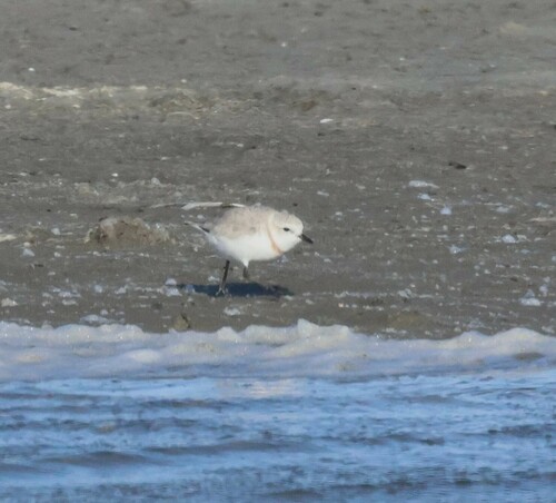 Chestnut-banded Plover (Anarhynchus pallidus), photo 4