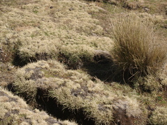 Arvicanthis abyssinicus