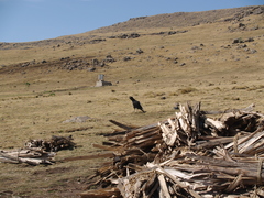 Corvus crassirostris