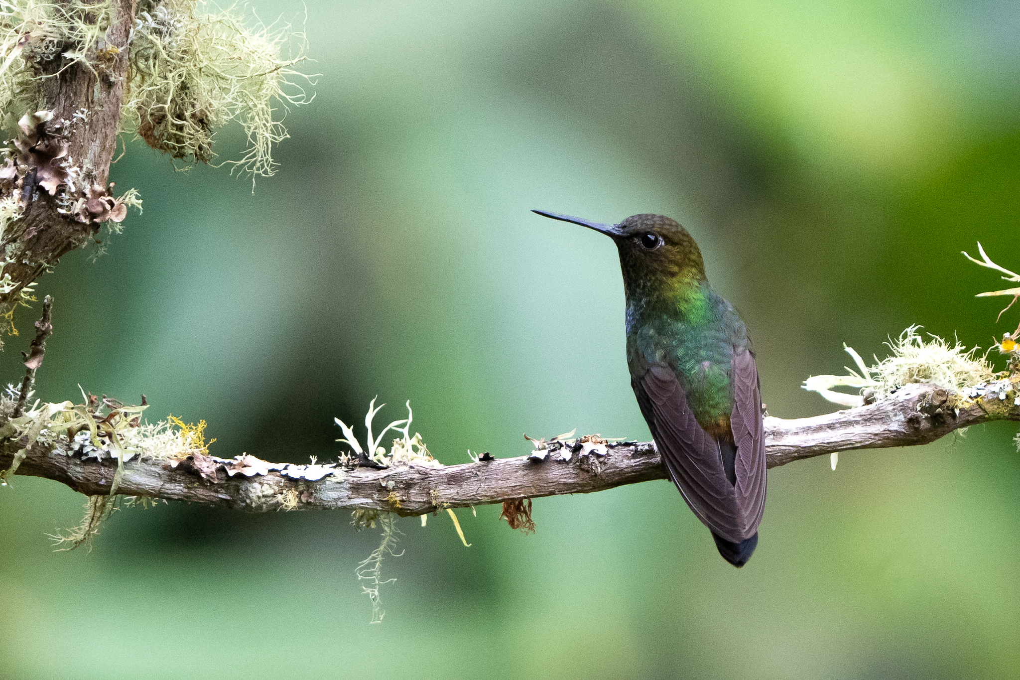 Greenish Puffleg (Haplophaedia aureliae), photo 10