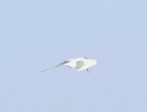 Damara Tern (Sternula balaenarum), photo 7