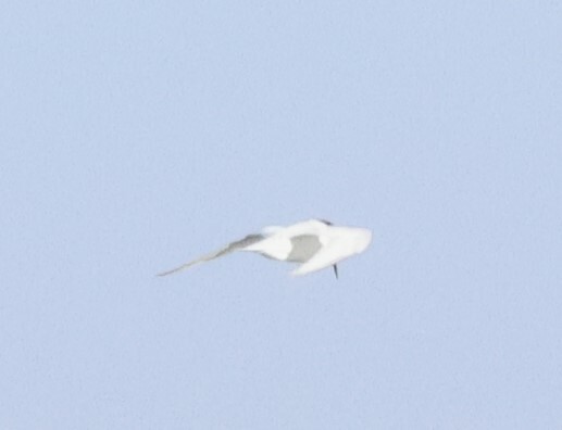 Damara Tern (Sternula balaenarum), photo 7