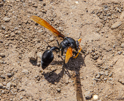 Wasp photo 3