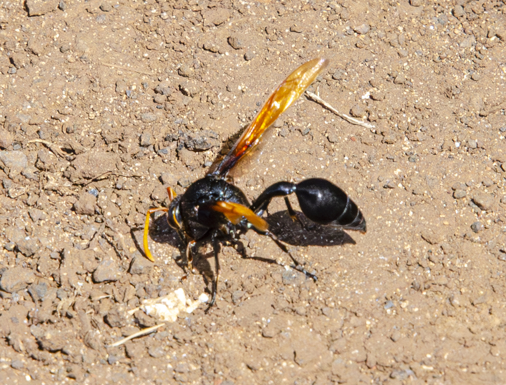 Wasp