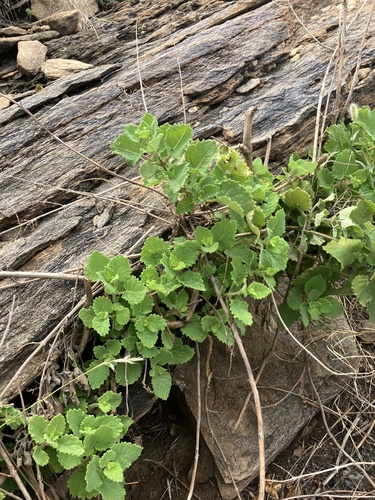 Menta-de-rio