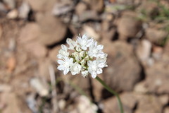 Allium haematochiton
