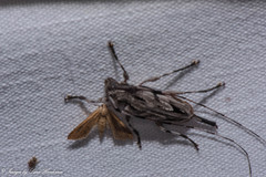 Acanthocinus nodosus