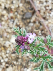 Verbena supina