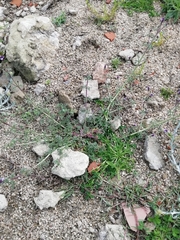 Verbena supina