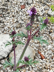 Verbena supina