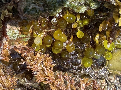 Botryocladia observed 2024-02-13