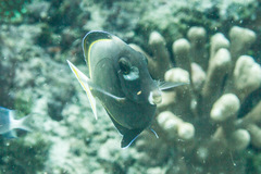 Acanthurus nigricans