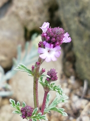 Verbena supina
