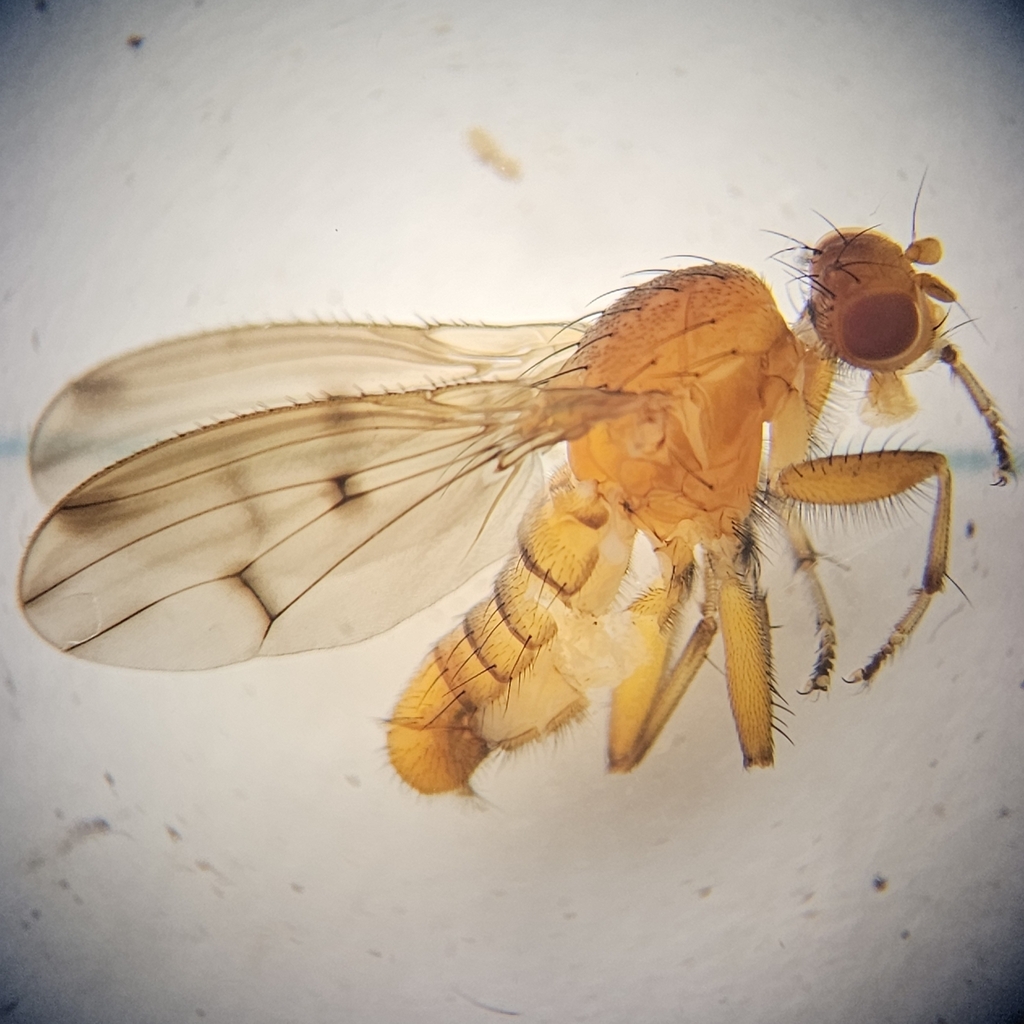 Suillia apicalis