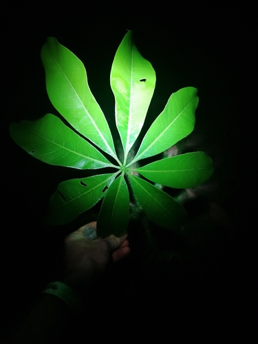 Image of Pachira aquatica by (c) thomas_oswald, some rights reserved (CC BY)