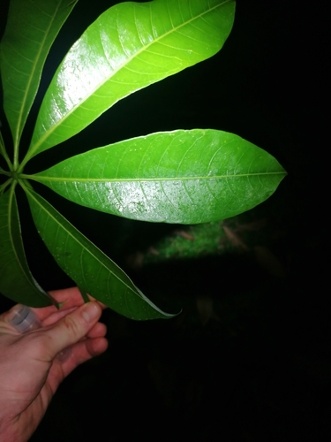 Image of Pachira aquatica by (c) thomas_oswald, some rights reserved (CC BY)