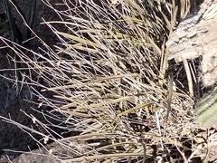 Encyclia microbulbon