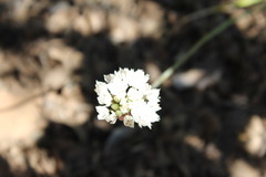 Allium haematochiton