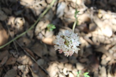 Allium haematochiton