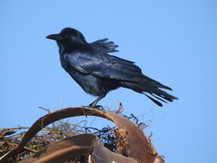Tamaulipas Crow photo 2