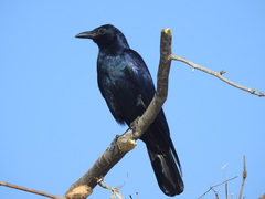 Tamaulipas Crow photo 1