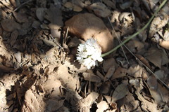 Allium haematochiton