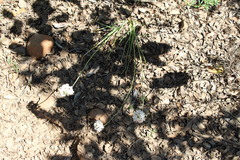 Allium haematochiton