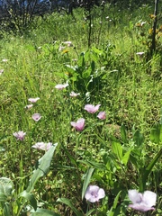Calochortus tolmiei