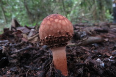 Lepiota hemisclera