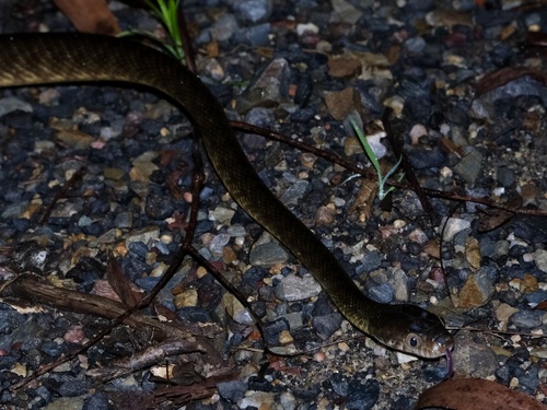 Brown Tree Snake sighting