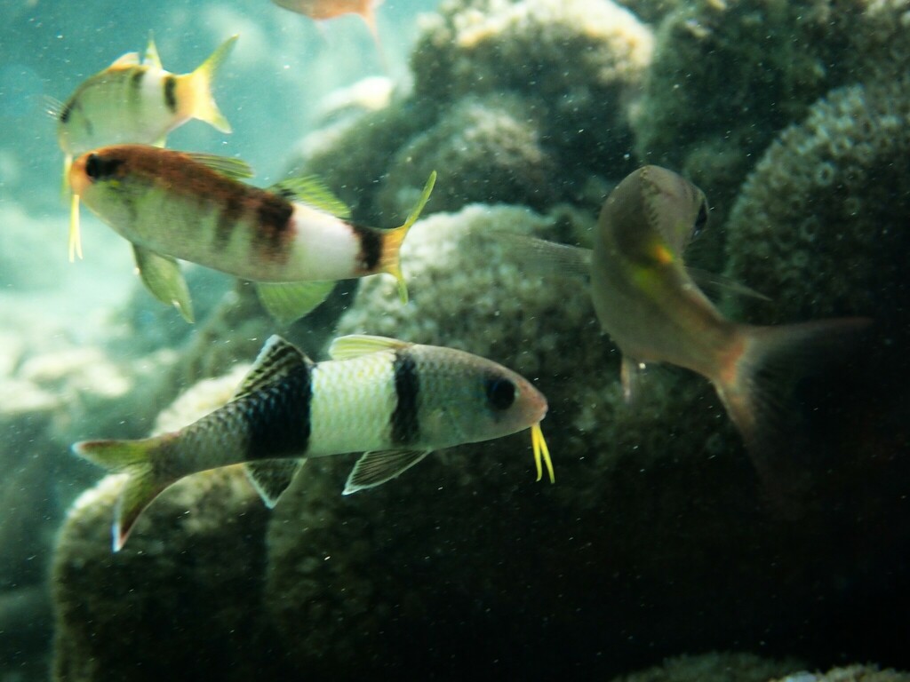 Banded Goatfish