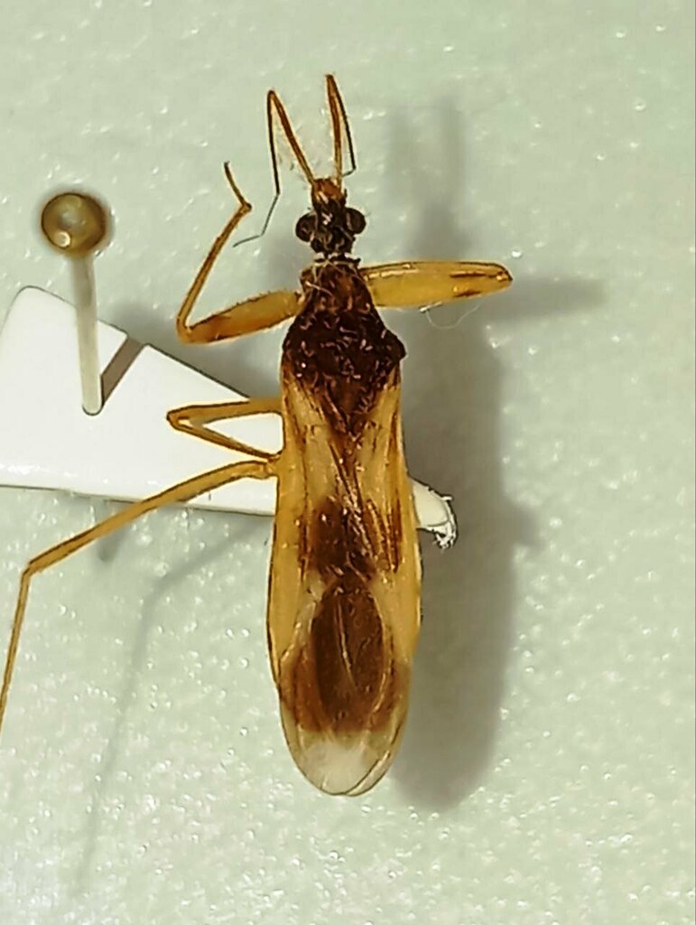 Stirogaster