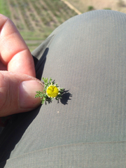 Anthemis pauciloba