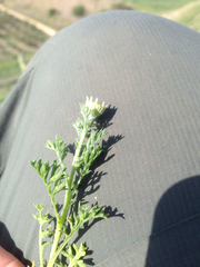 Anthemis pauciloba
