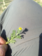 Anthemis pauciloba