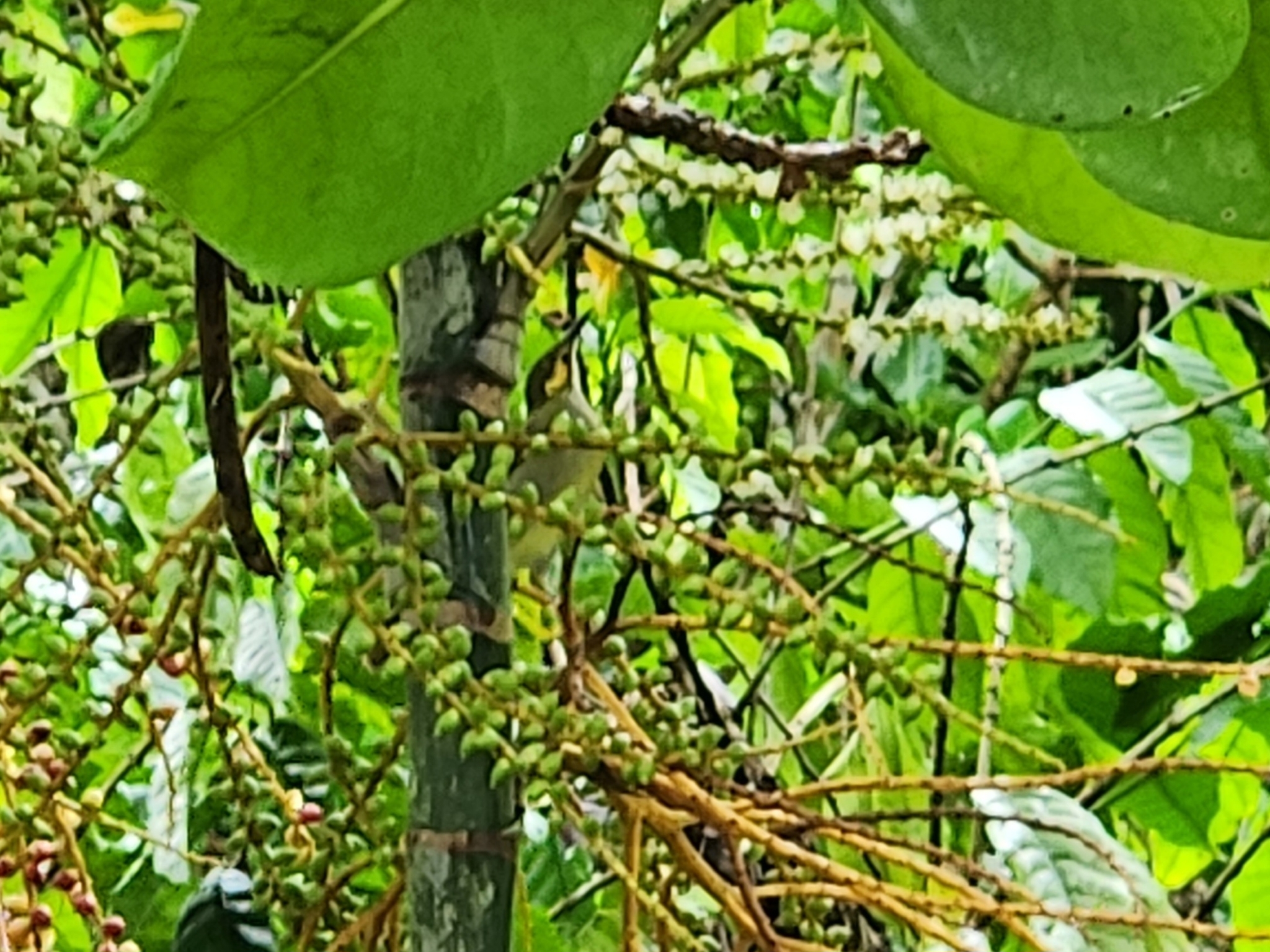 Polynesian Wattled Honeyeater (Foulehaio carunculatus), photo 1