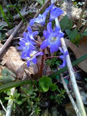 Scilla forbesii