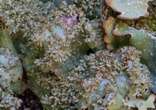 Salted Shield Lichen