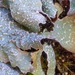 Parmelia saxatilis - Photo (c) Fred M. Rhoades,  זכויות יוצרים חלקיות (CC BY-NC-ND), הועלה על ידי Fred M. Rhoades