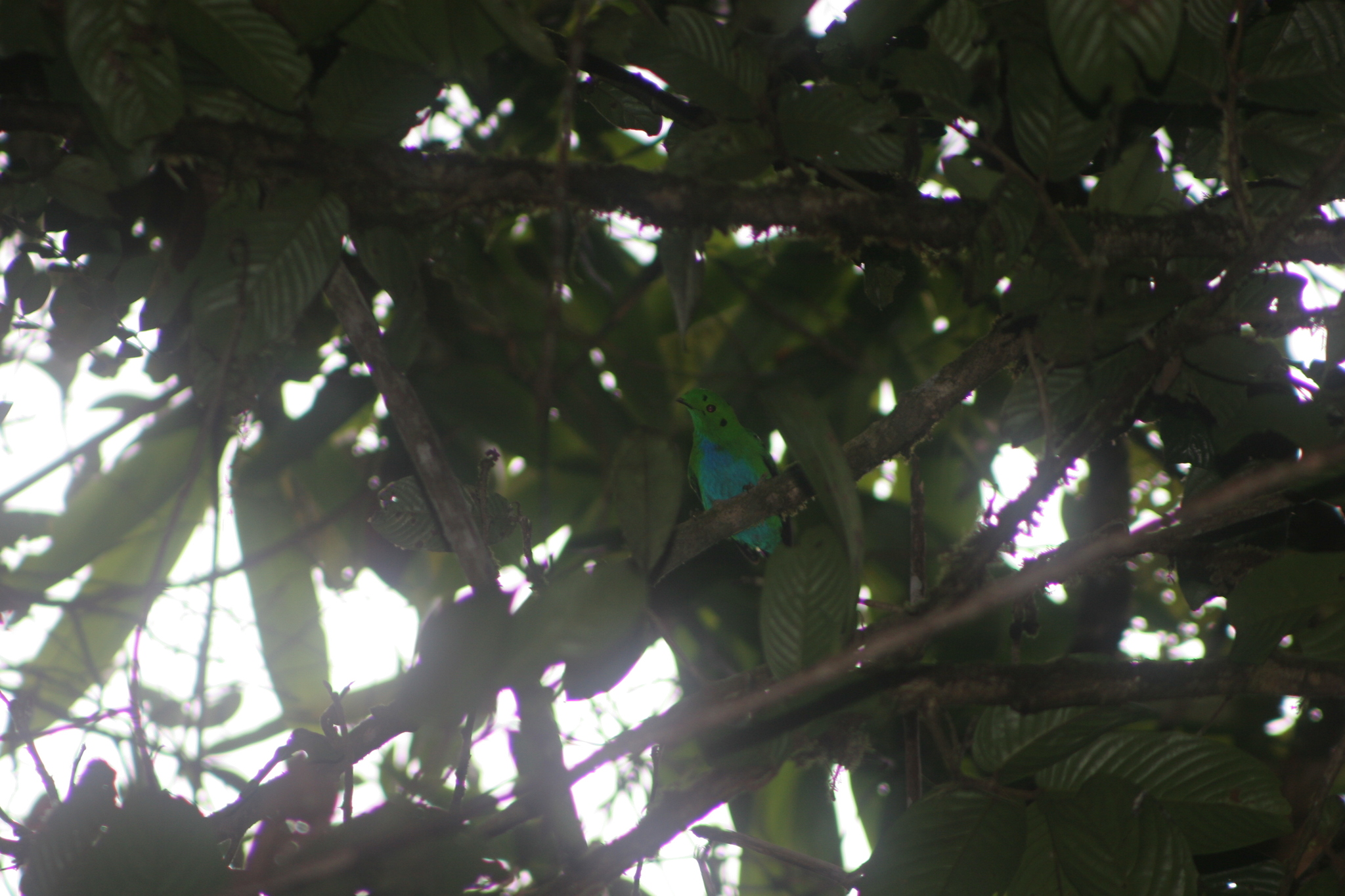 Hose's Broadbill (Calyptomena hosii), photo 2