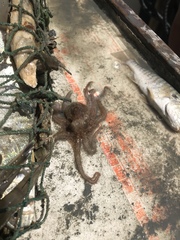 Octopus americanus