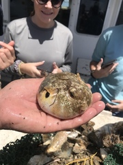 Sphoeroides maculatus