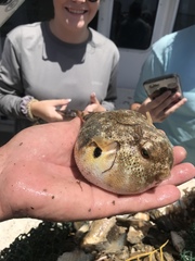 Sphoeroides maculatus