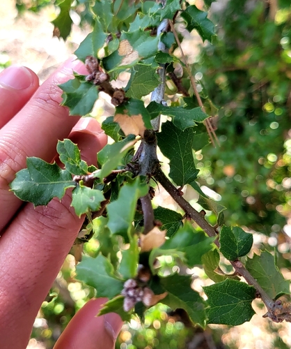 Quercus berberidifolia × dumosa