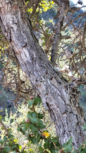Quercus berberidifolia × dumosa