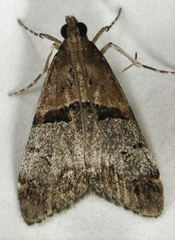 Antiscopa epicomia
