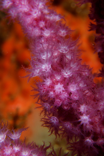Violescent Sea-whip, photo 7 of 9