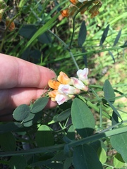 Lathyrus sulphureus