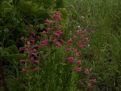 Penstemon triflorus